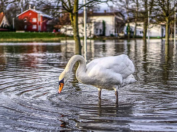 Svan står i vatten efter vårflod